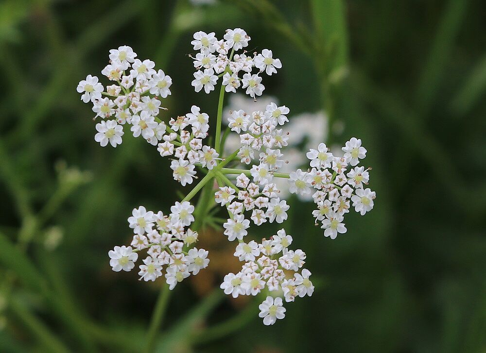 Wiesenkümmel
