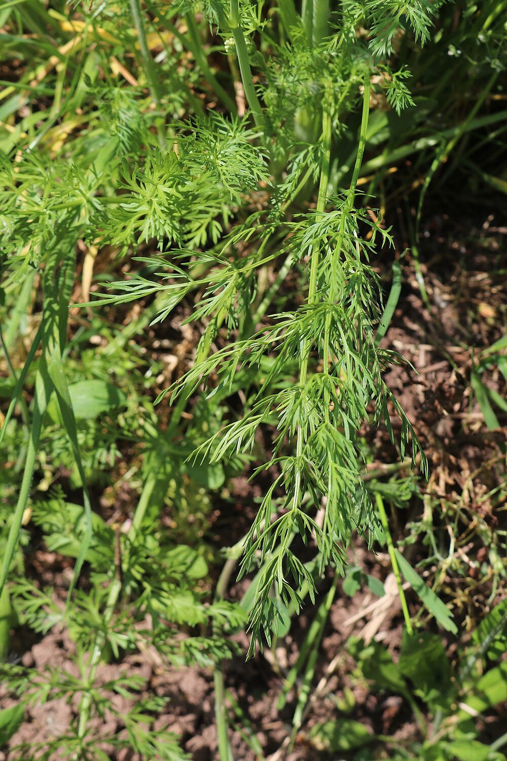 Wiesenkümmel
