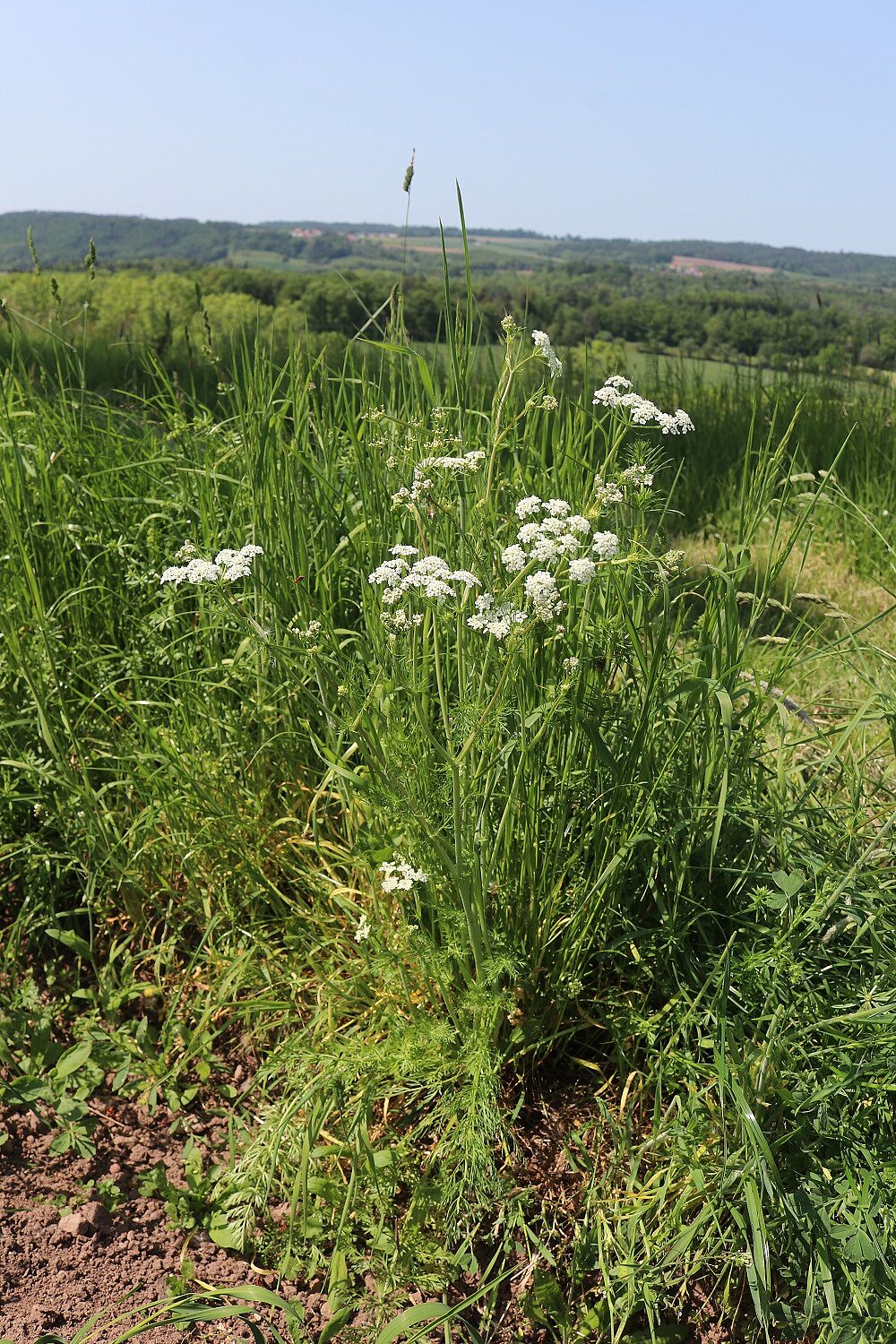 Wiesenkümmel
