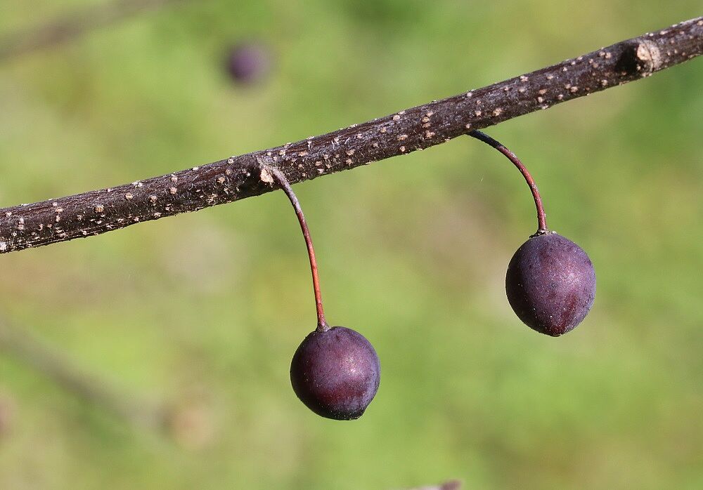 Europäischer Zürgelbaum