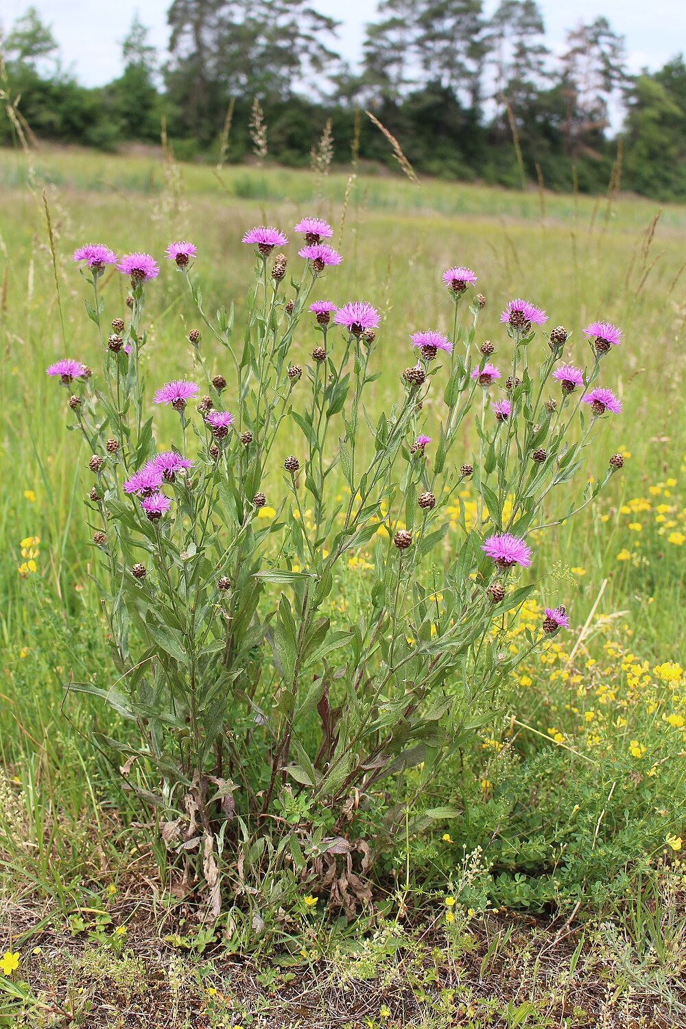 Wiesen-Flockenblume