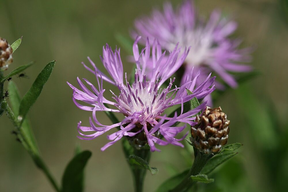 Wiesen-Flockenblume