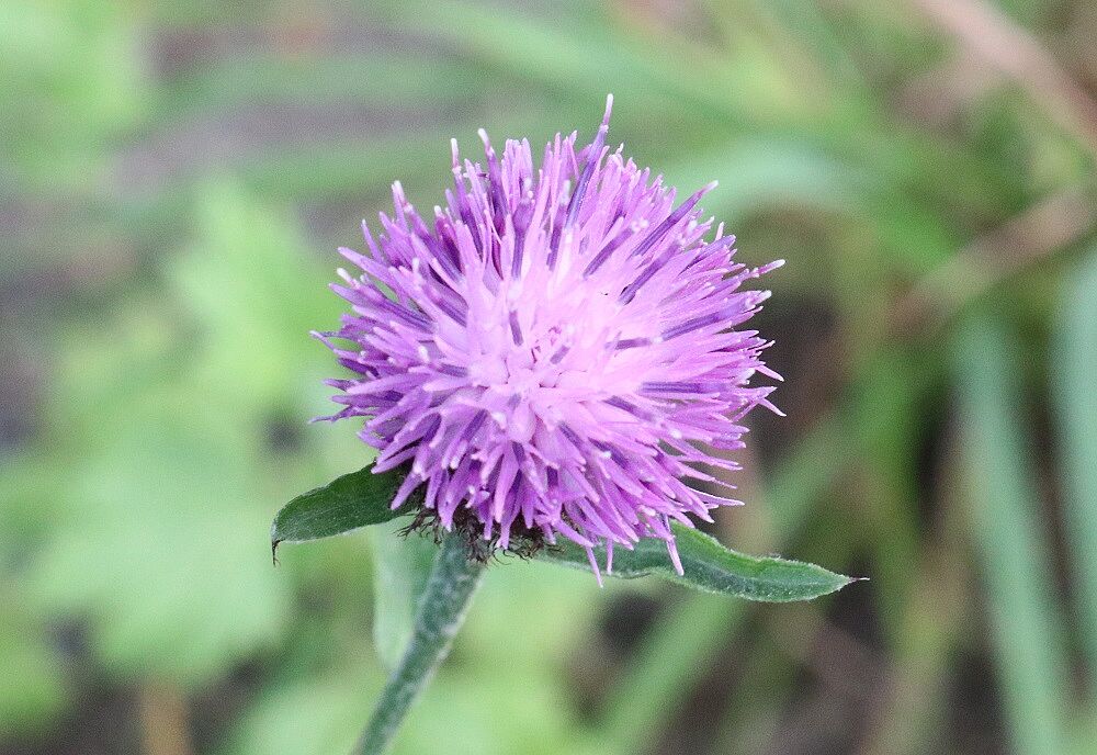 Schwarze Flockenblume