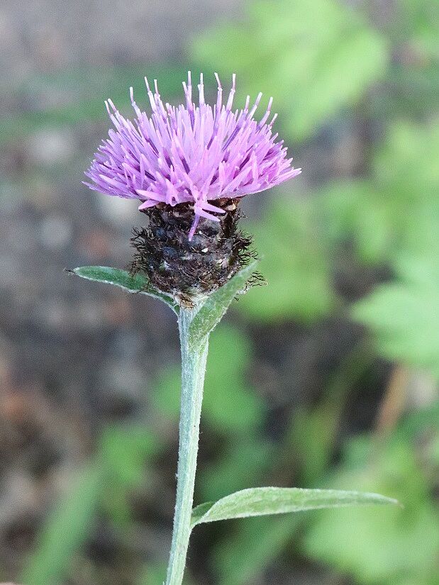 Schwarze Flockenblume