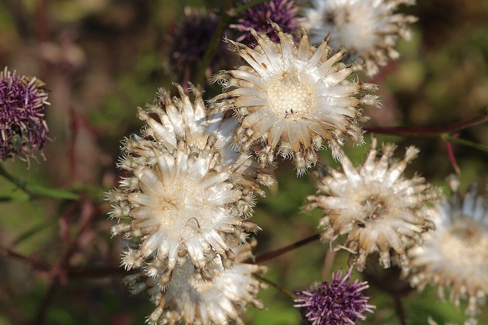 Skabiosen-Flockenblume
