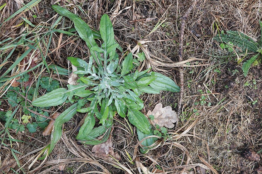 Skabiosen-Flockenblume