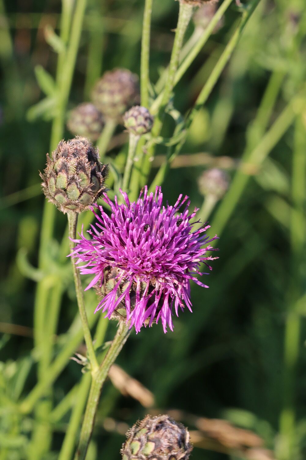 Skabiosen-Flockenblume