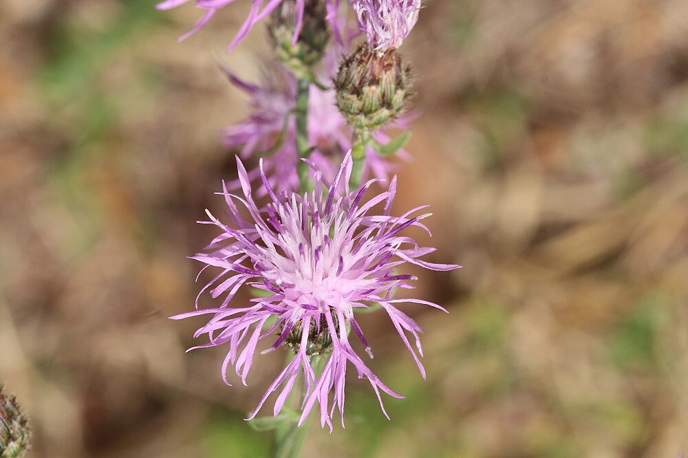 Rispen-Flockenblume