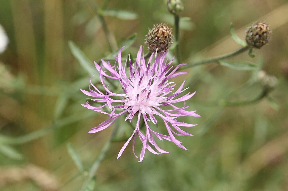 Rispen-Flockenblume