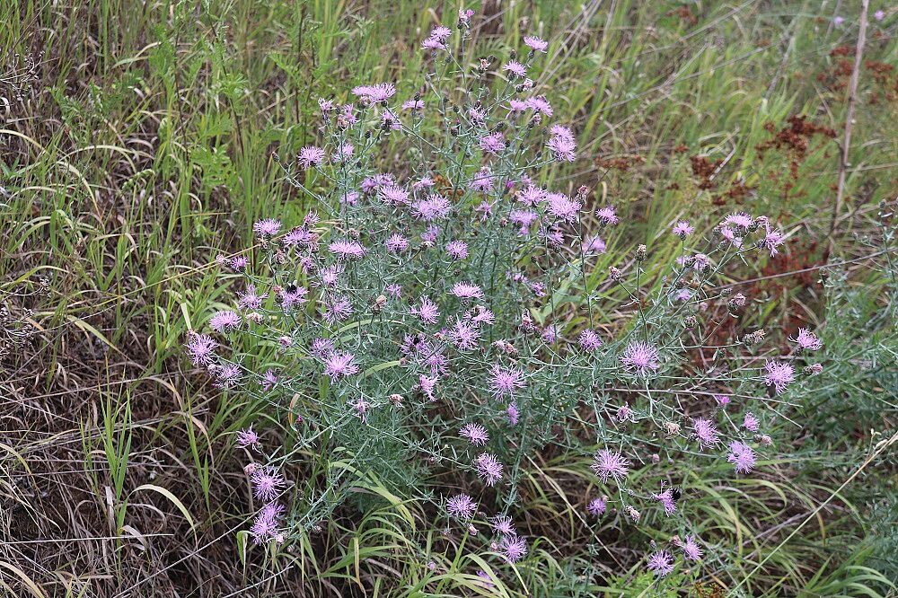 Rispen-Flockenblume
