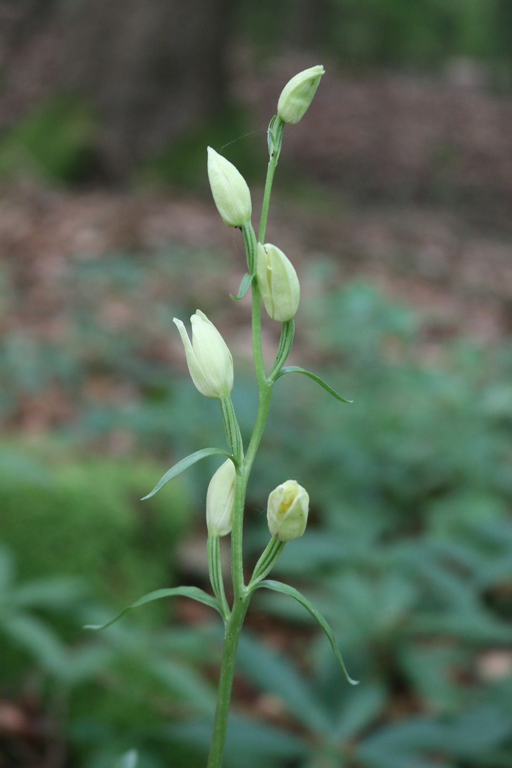 Weißes Waldvögelein