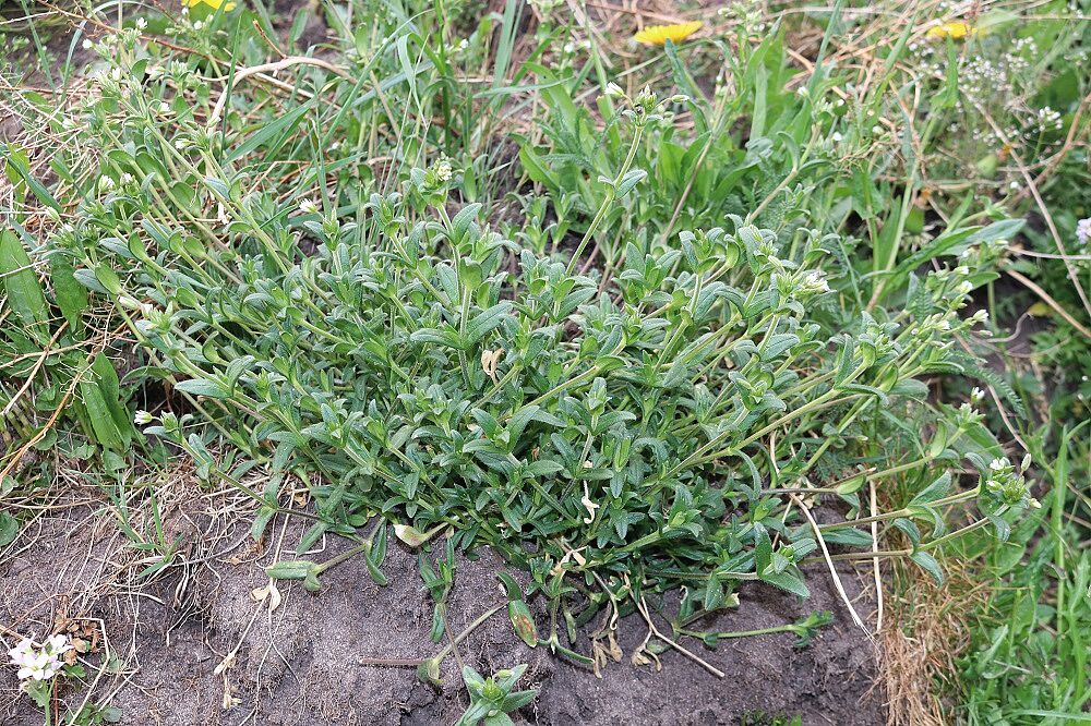 Gewöhnliches Hornkraut