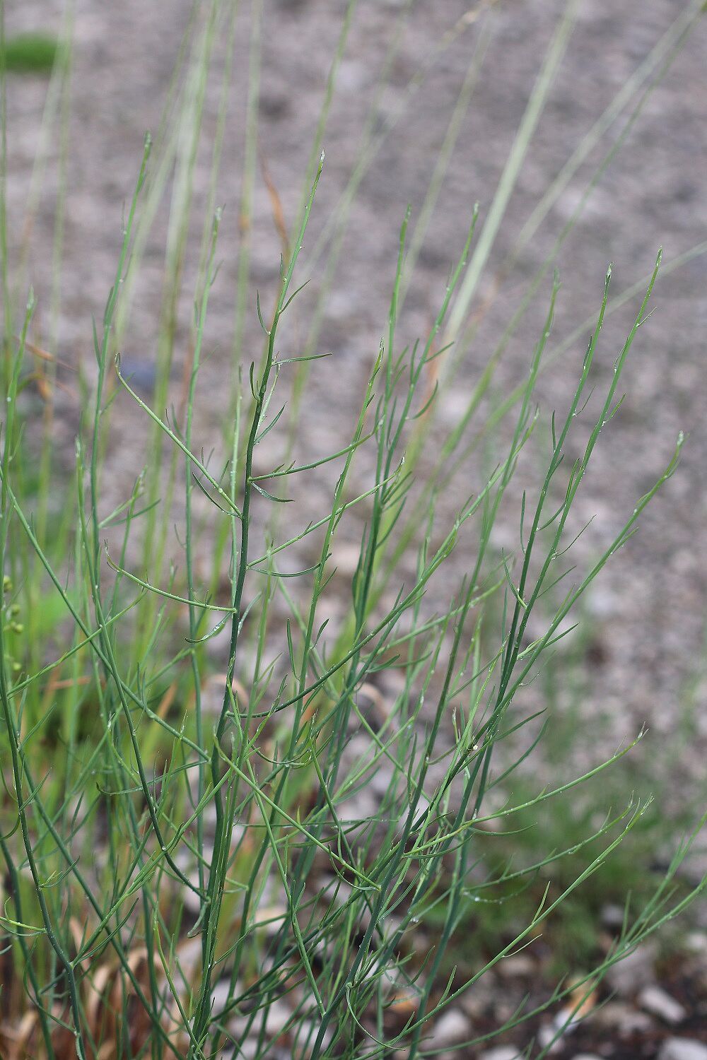 Großer Knorpellattich