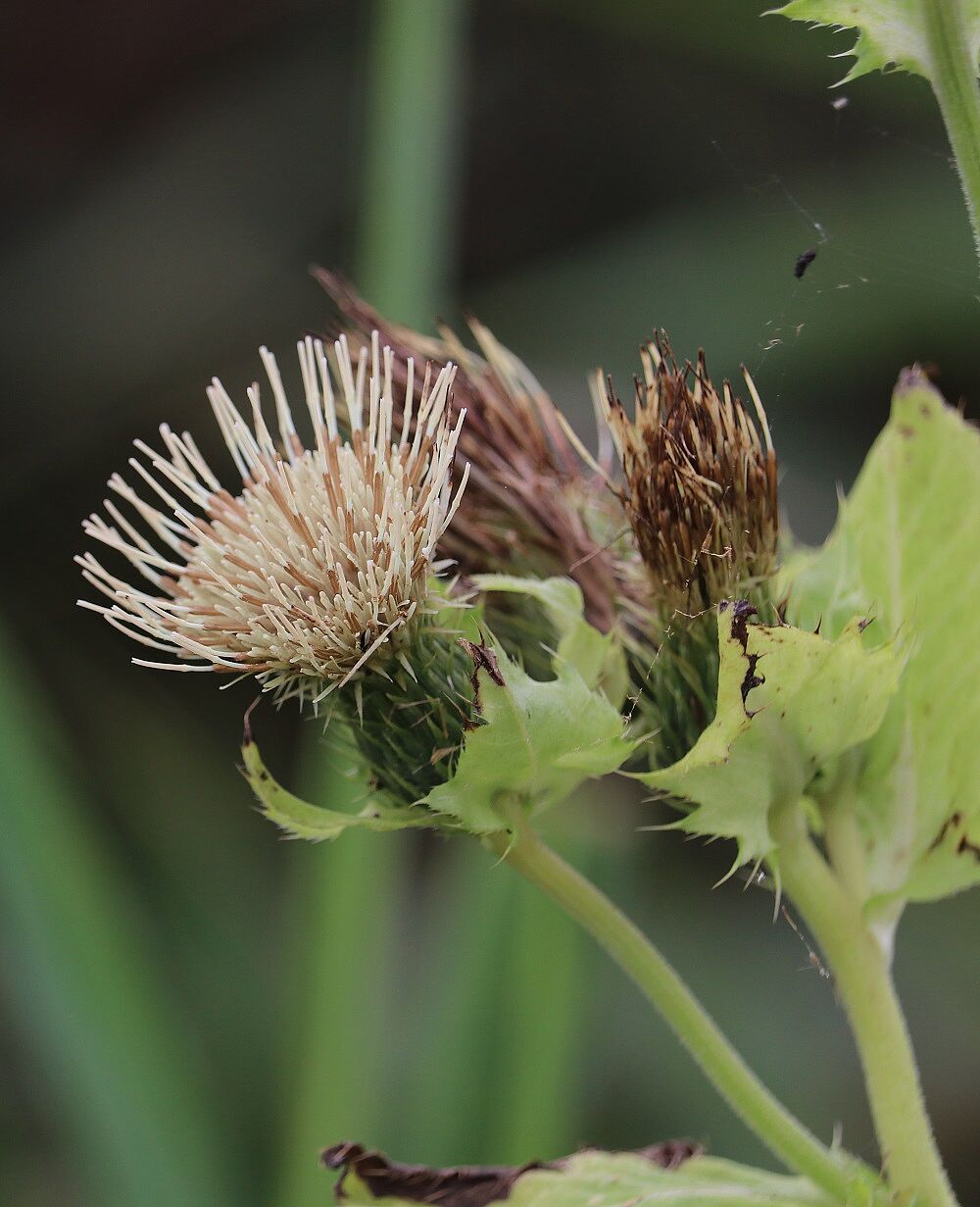 Kohl-Kratzdistel