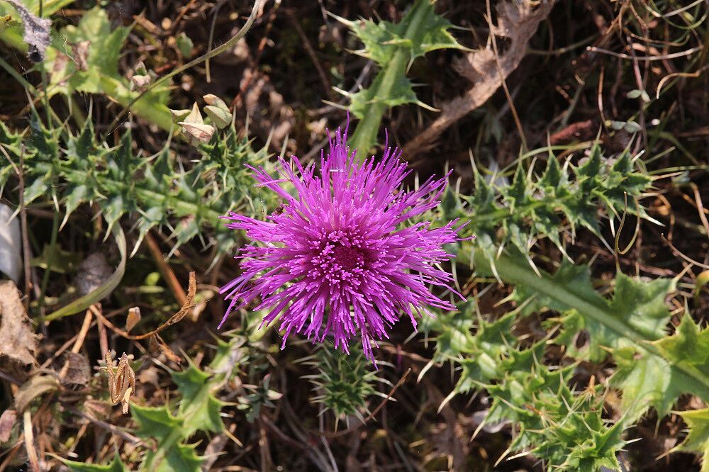 Stängellose Kratzdistel