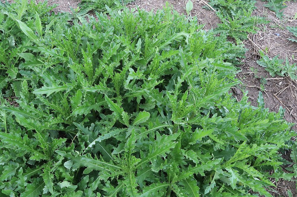 Acker-Kratzdistel