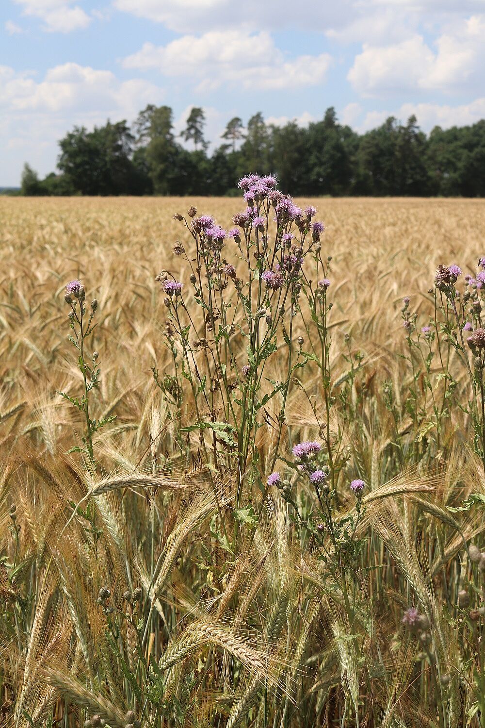 Acker-Kratzdistel