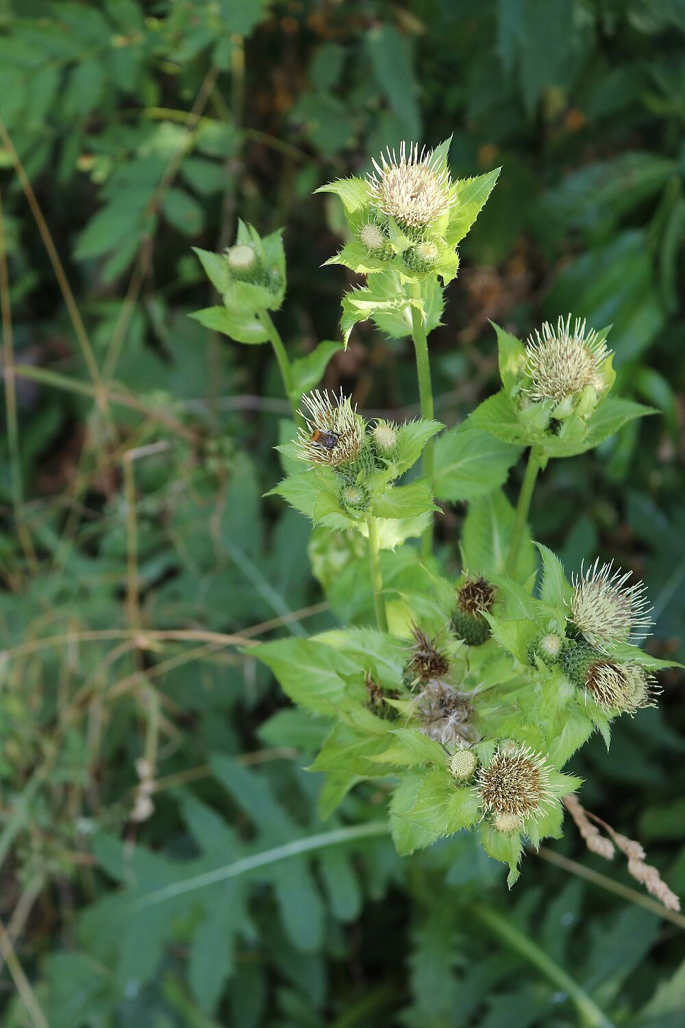 Kohl-Kratzdistel