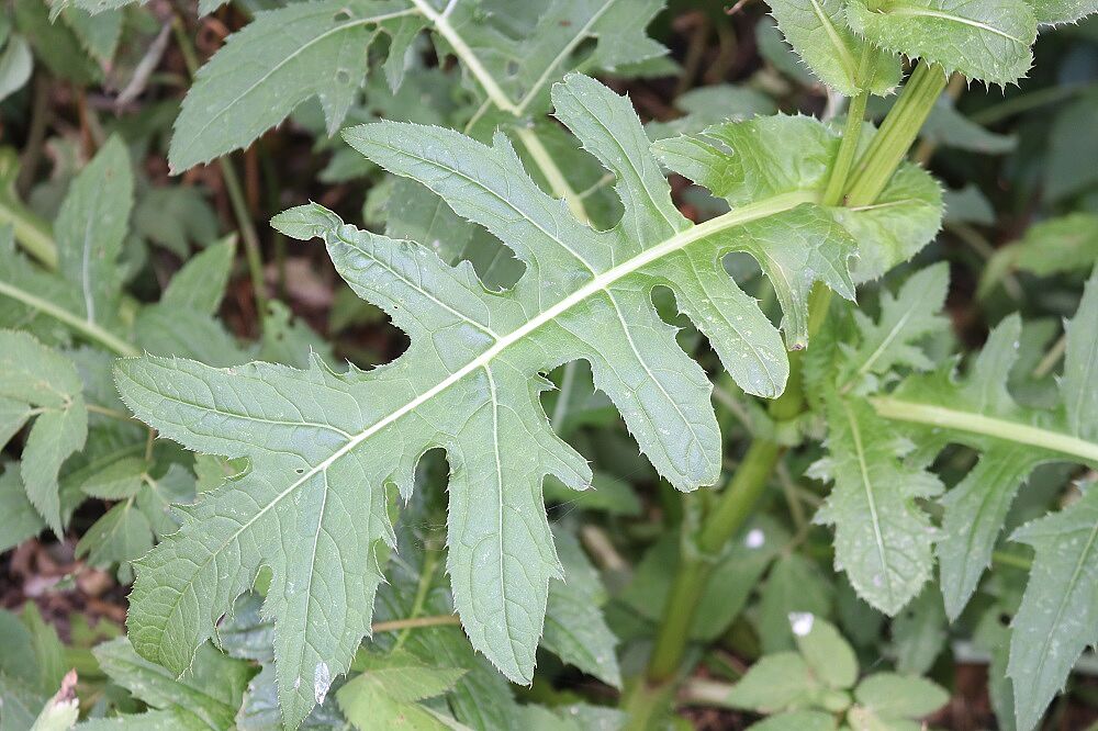 Kohl-Kratzdistel