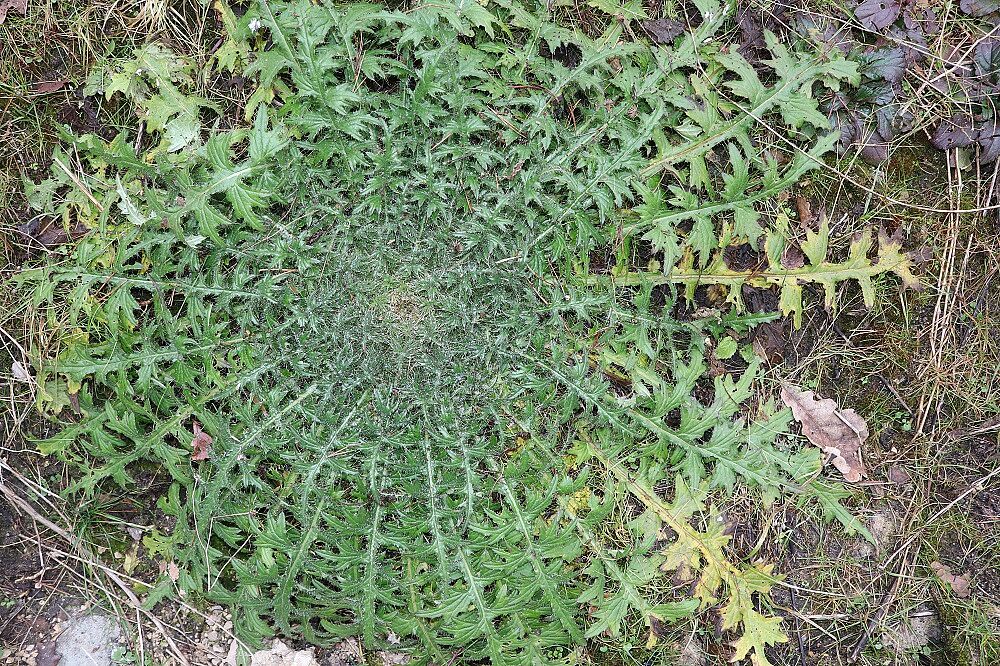 Sumpf-Kratzdistel