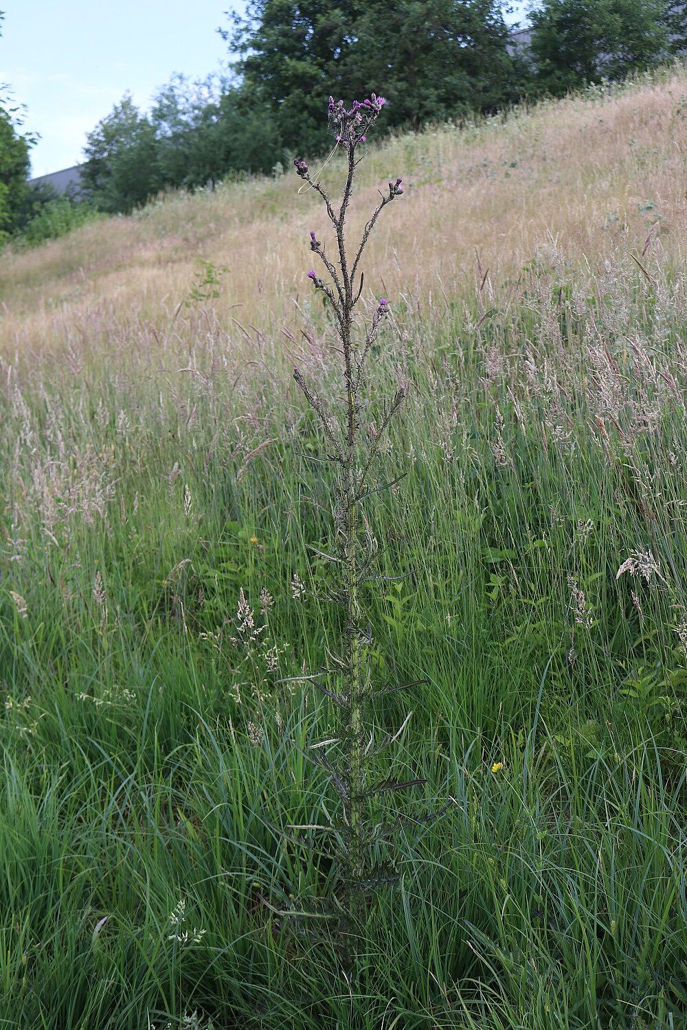 Sumpf-Kratzdistel