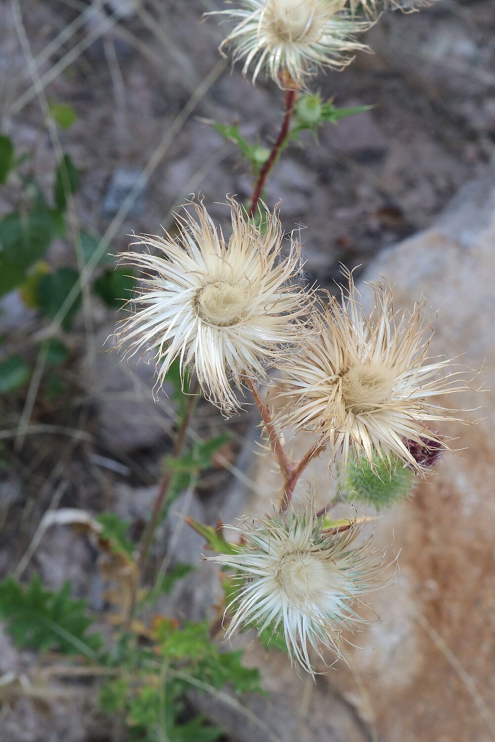 Gewöhnliche Kratzdistel