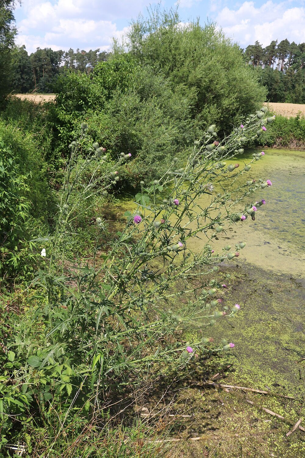 Gewöhnliche Kratzdistel