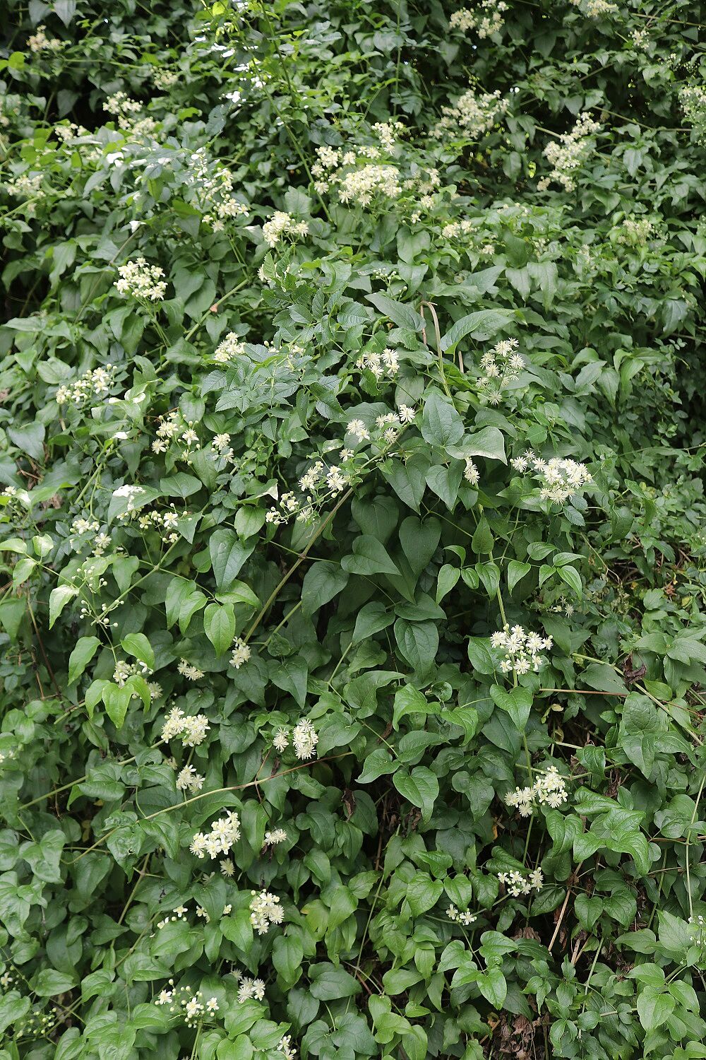 Gewöhnliche Waldrebe (Habitus)