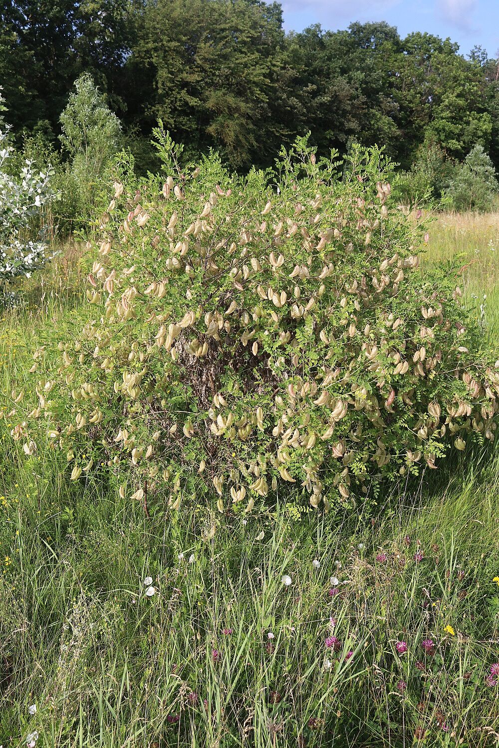 Gelber Blasenstrauch