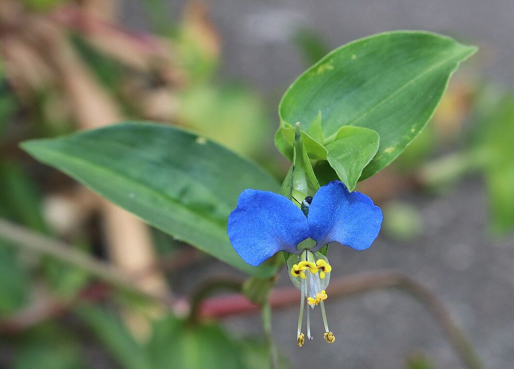 Gewöhnliche Tagblume