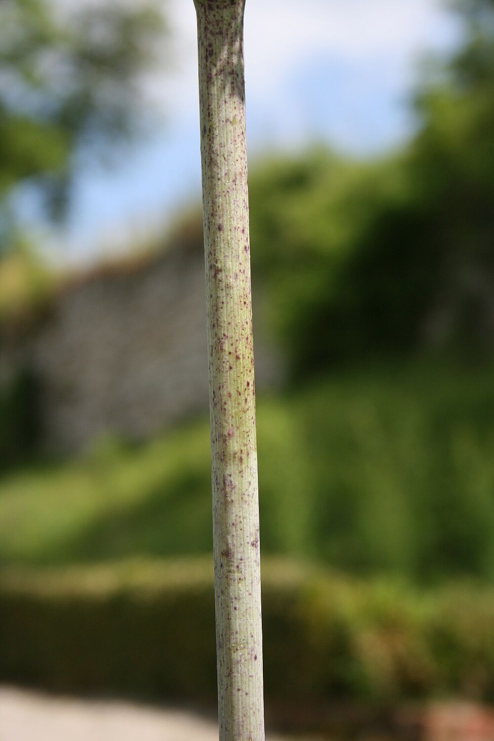 Gefleckter Schierling