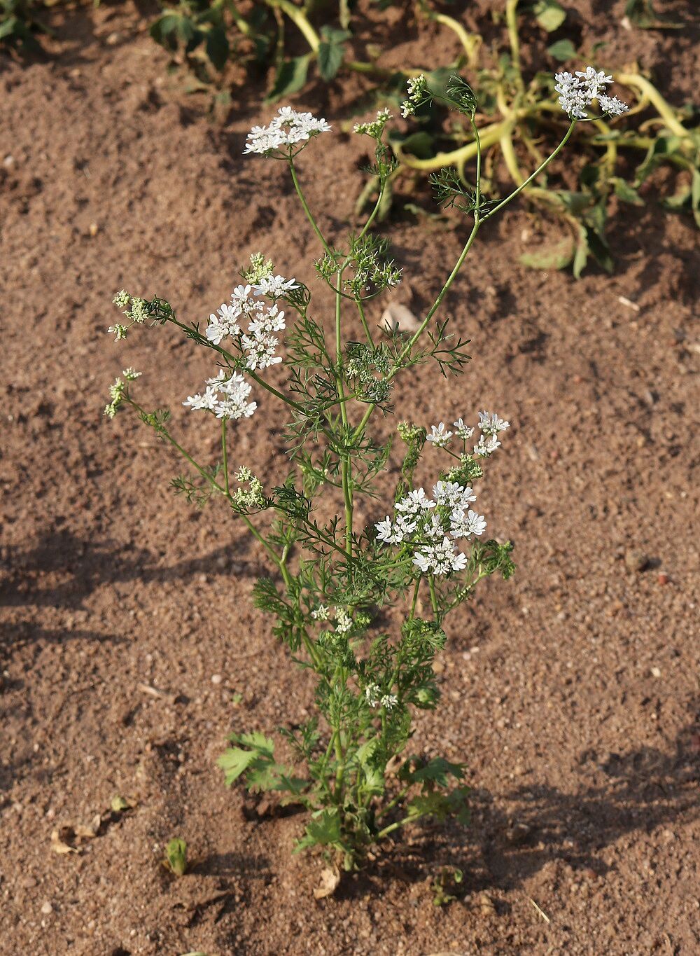Echter Koriander (Habitus)