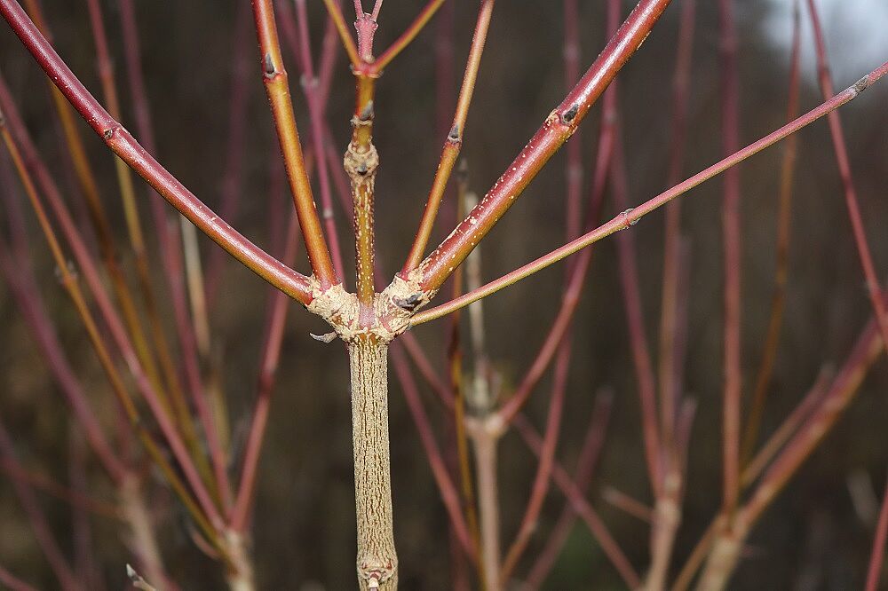 Roter Hartriegel