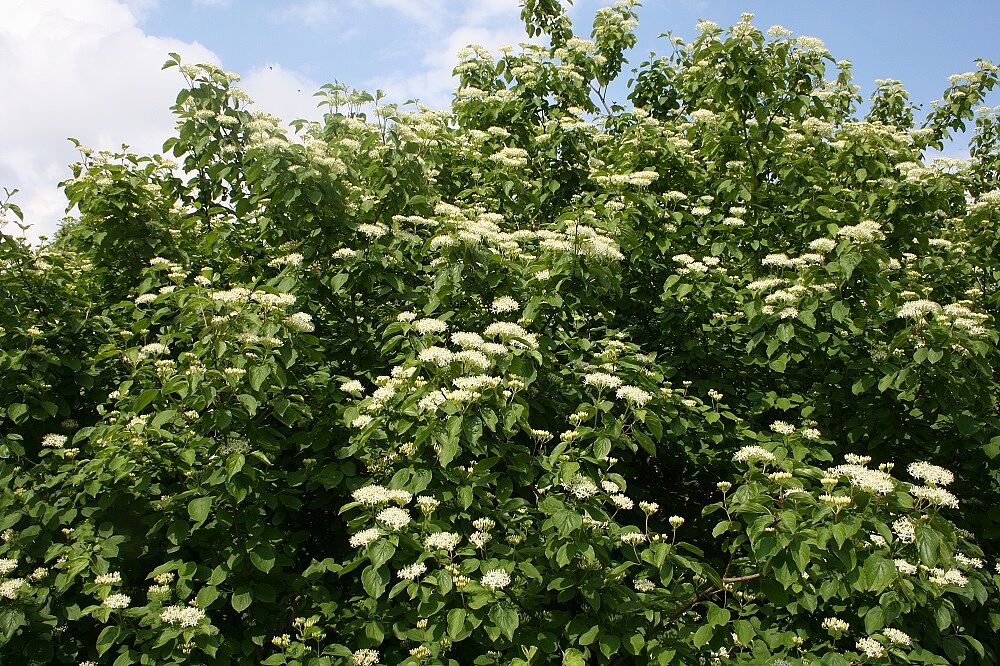 Roter Hartriegel