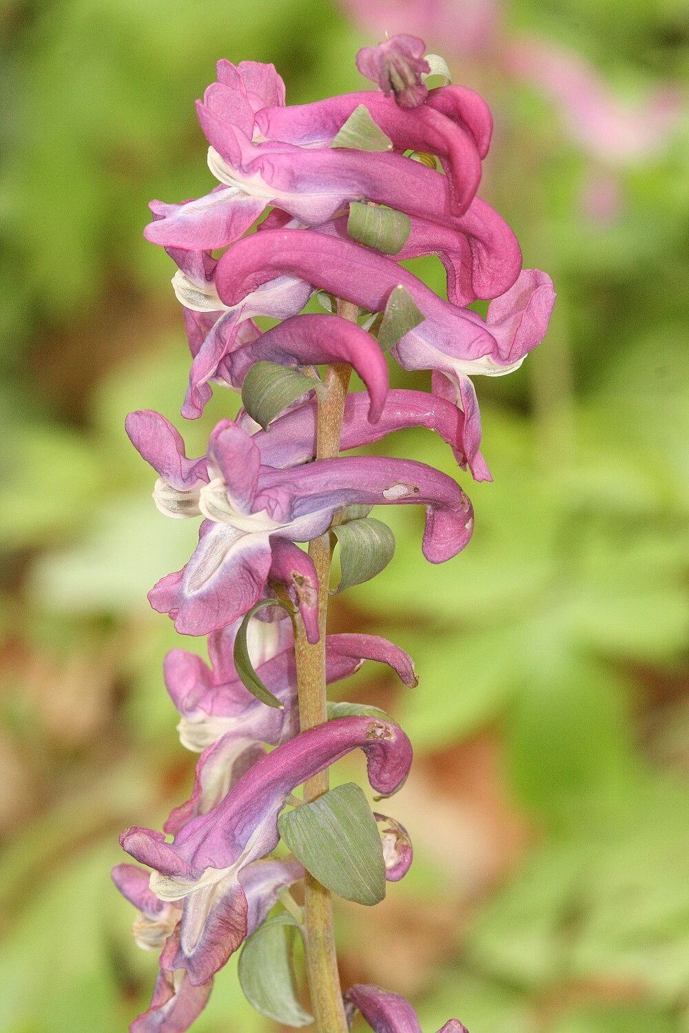 Hohler Lerchensporn