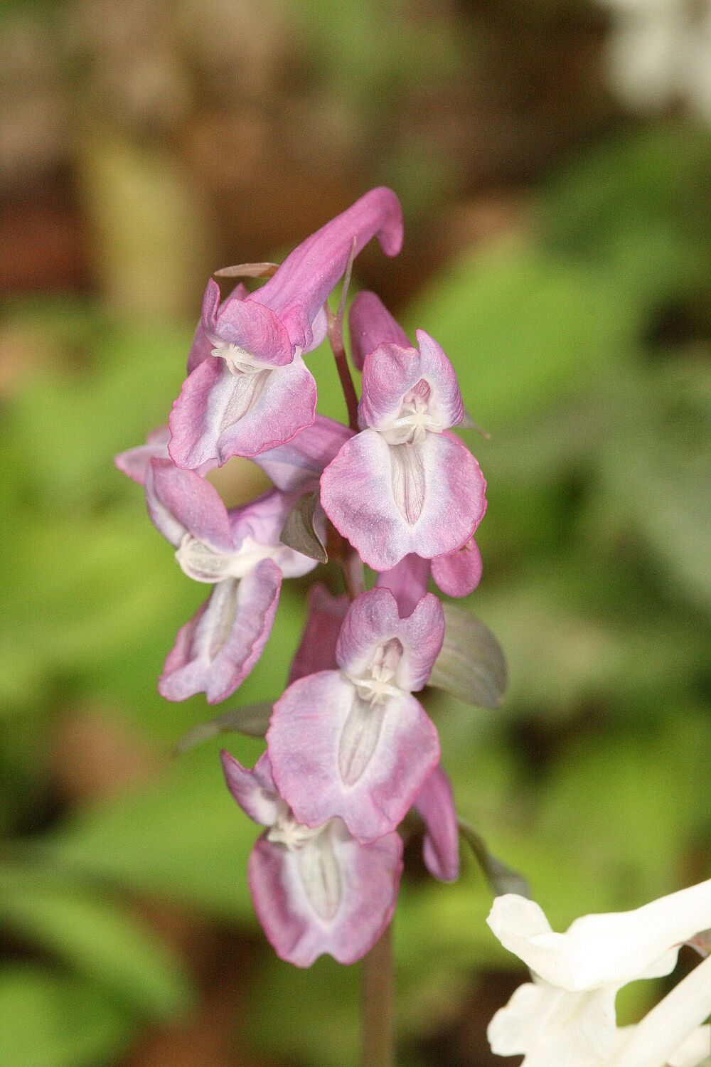 Hohler Lerchensporn
