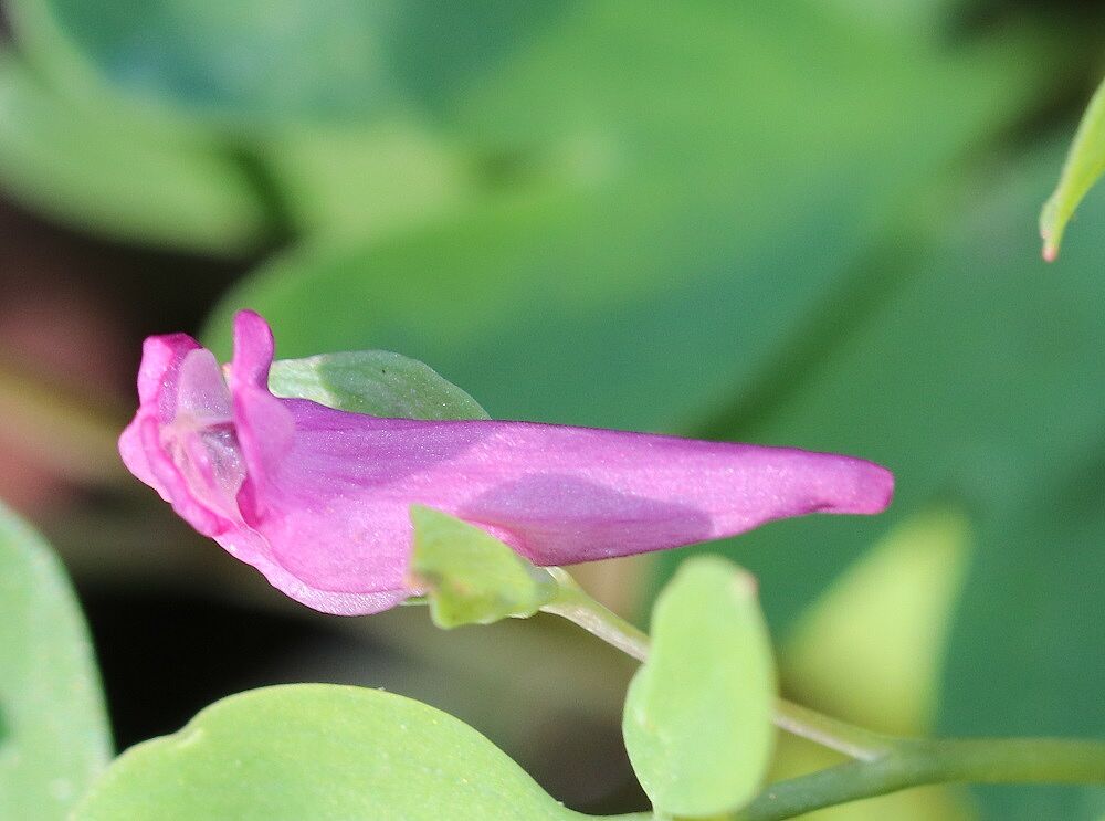 Mittlerer Lerchensporn (Blüte)