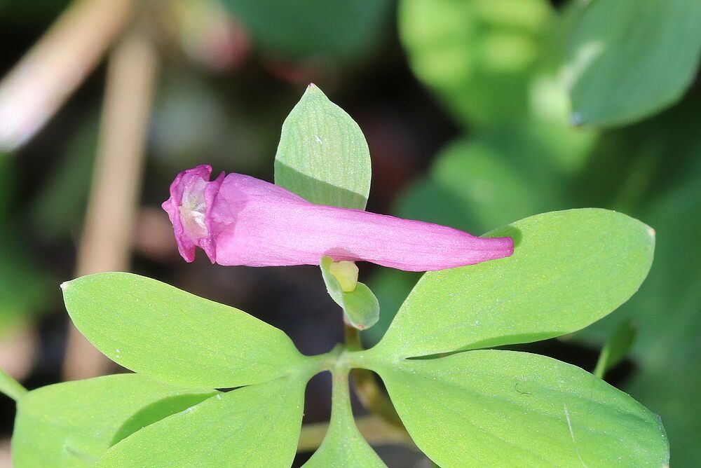 Mittlerer Lerchensporn (Blüte)
