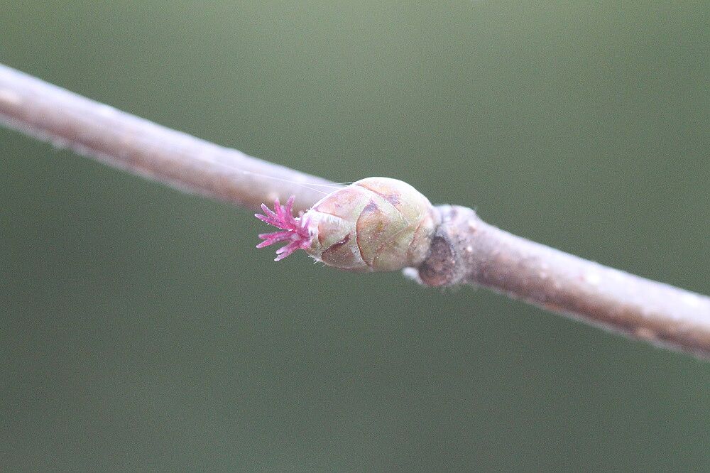 Gewöhnliche Hasel