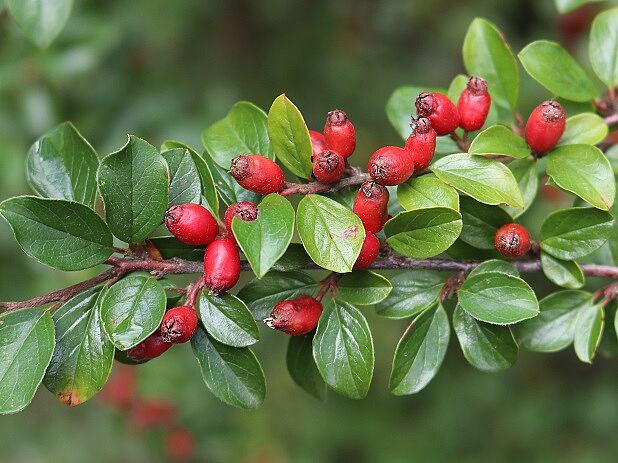 Cotoneaster divaricatus - Sparrige Zwergmispel