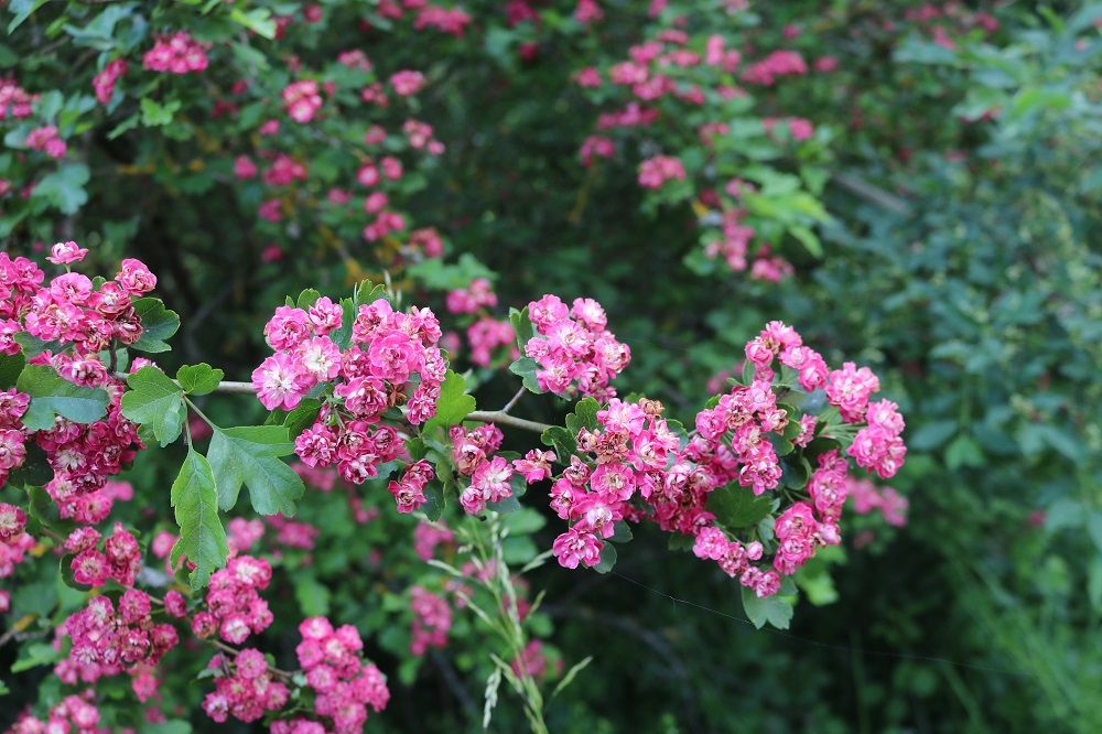 Zweigriffeliger Weißdorn