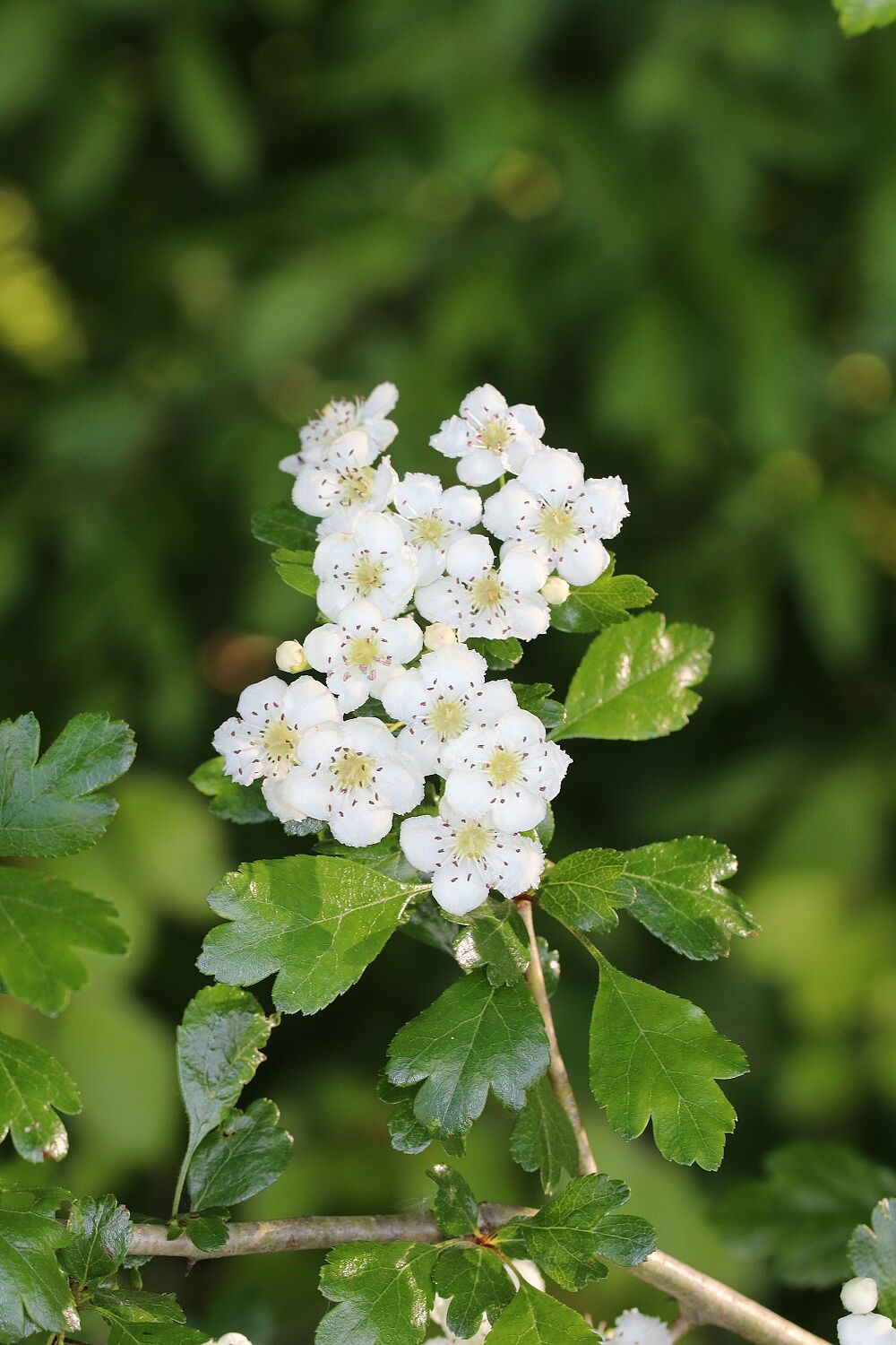 Crataegus laevigata - Zweigriffeliger Weißdorn