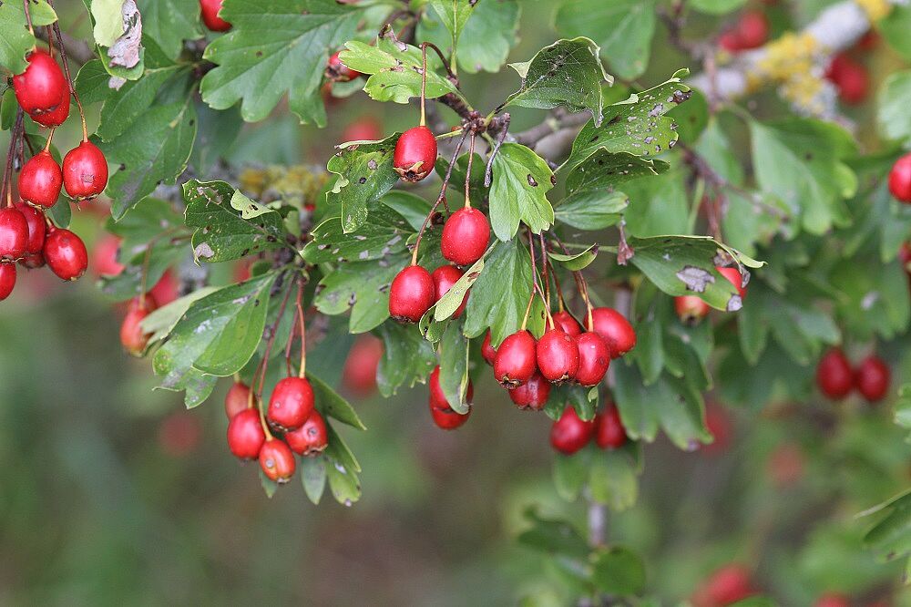 Crataegus laevigata - Zweigriffeliger Weißdorn