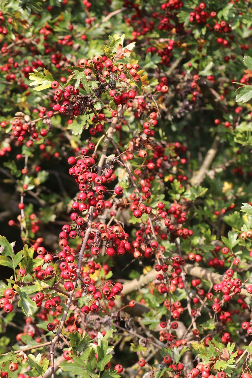 Eingriffeliger Weißdorn