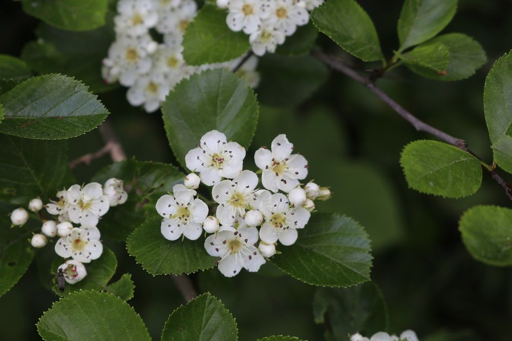 Pflaumenblättriger Weißdorn