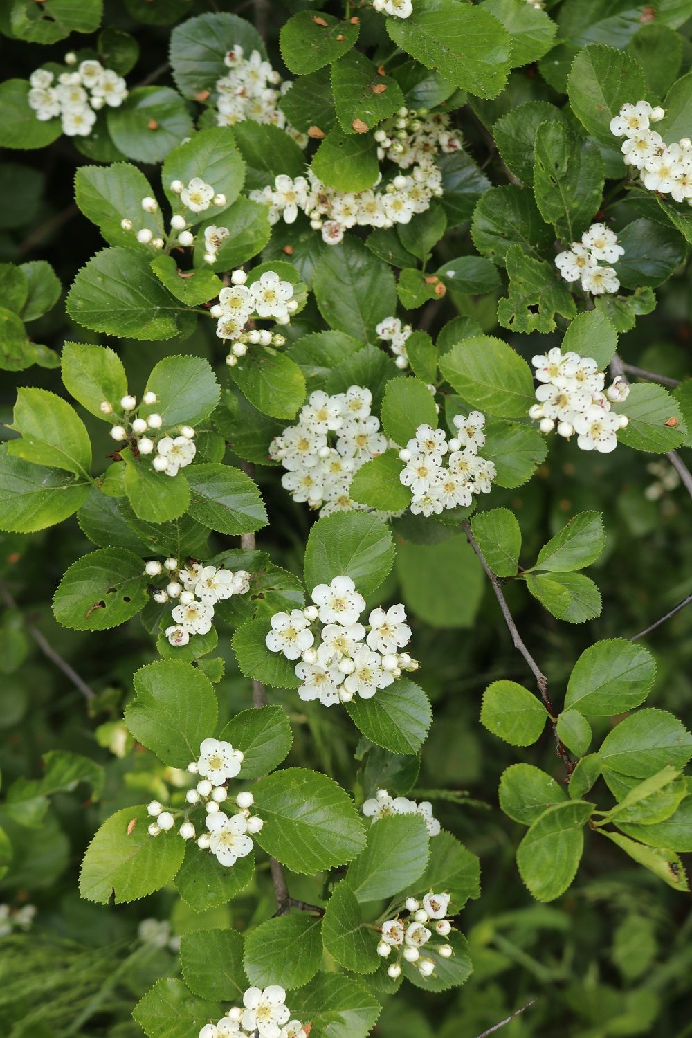 Pflaumenblättriger Weißdorn