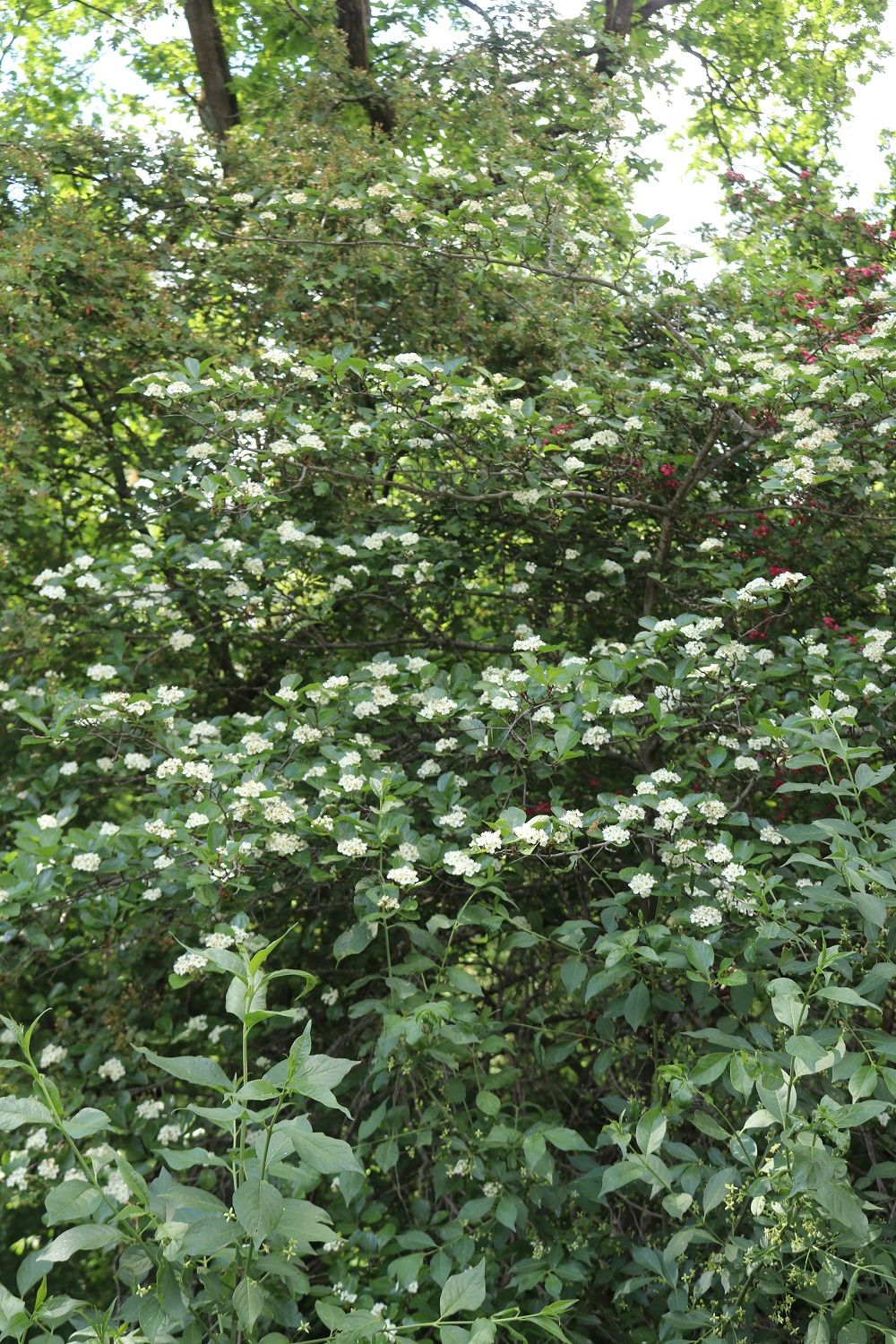 Pflaumenblättriger Weißdorn