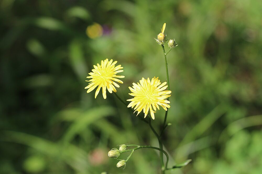 Wiesenpippau