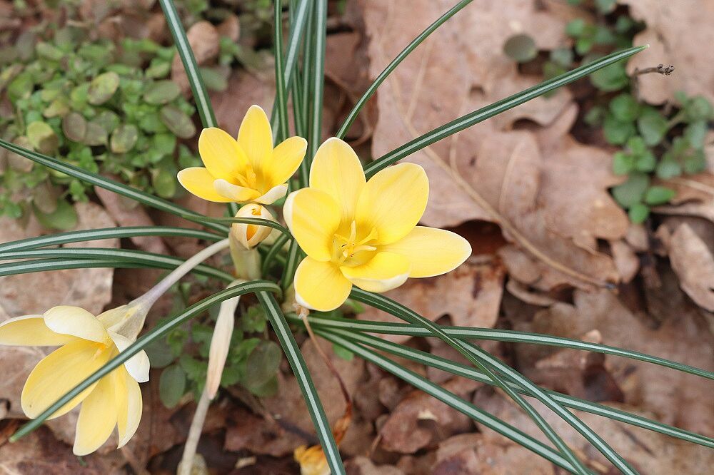 Balkan-Krokus