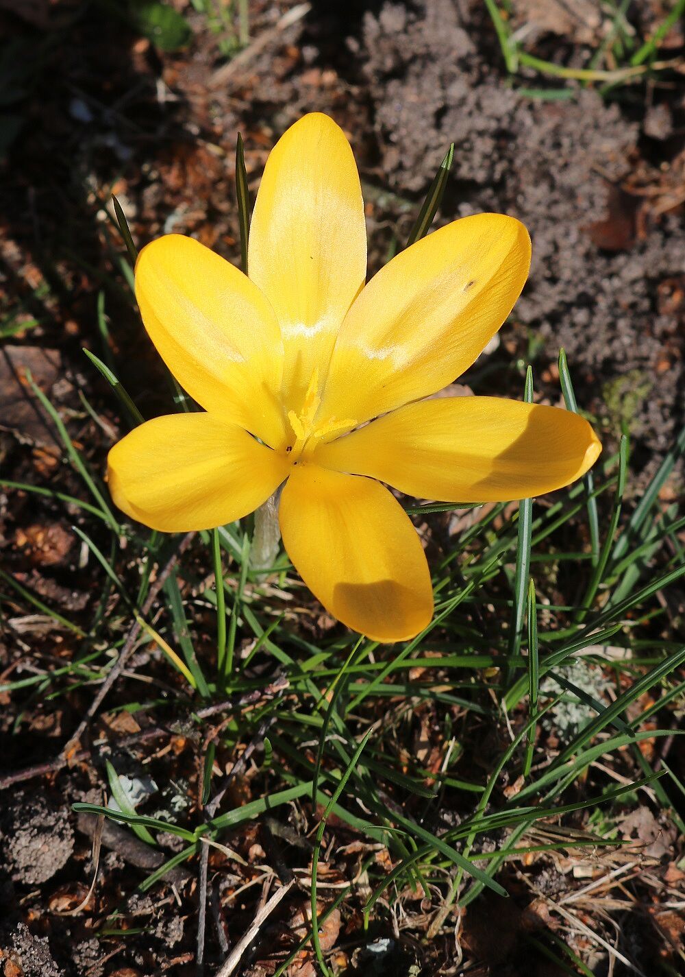 Gold-Krokus (Blüte)